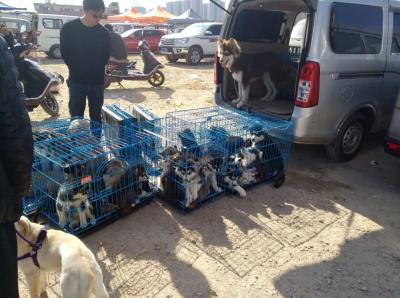 商販到狗市大量收購阿拉斯加幼犬,帶回寵物店價格至少翻兩倍!