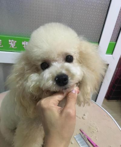 泰迪犬顏色這么多,最多人養的5種,你家上榜了嗎?