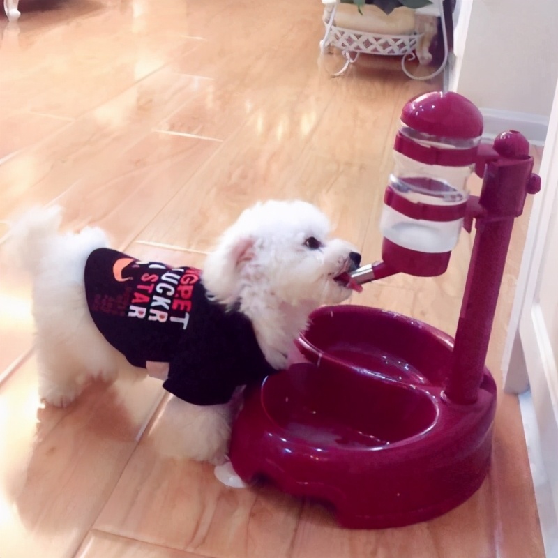 比熊犬毛發干燥無光澤怎么辦?有哪些解決辦法?
