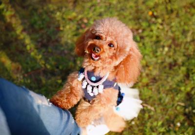 泰迪犬毛發褪色，主要原因是主人的問題？