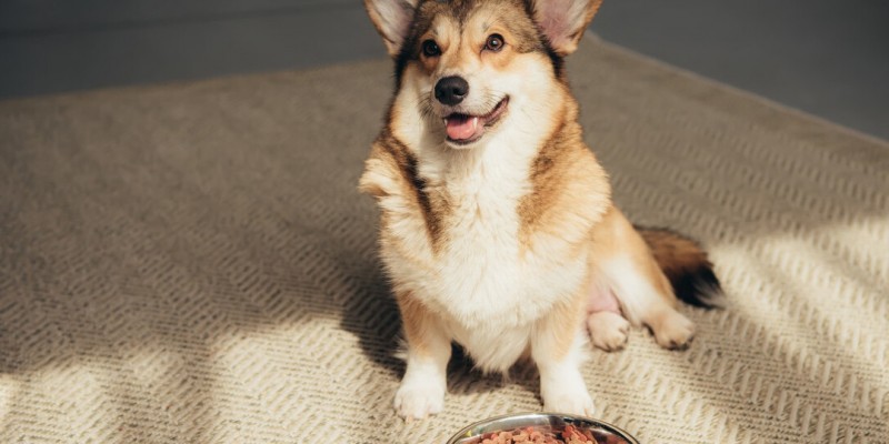 飼養柯基犬，要應對的“6大難點”，看了你要敢養嗎？