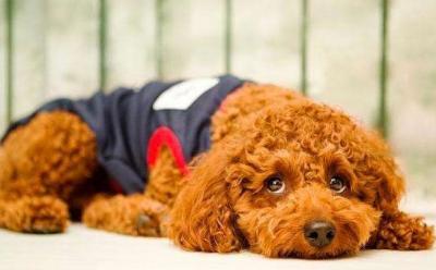 泰迪犬出現這6個特征,說明它很痛苦,趕緊“救救”它吧