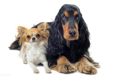 怎么喂養可卡犬?小獵犬可比卡犬好養嗎?