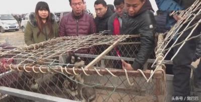 二哈幼崽售400元，大媽砍價給300元，氣走賣狗大爺！