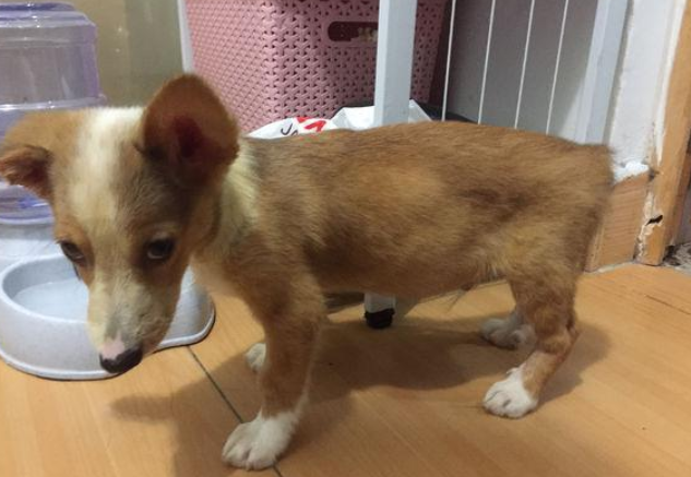 狗狗一直長不胖？你喂養方式有什么問題