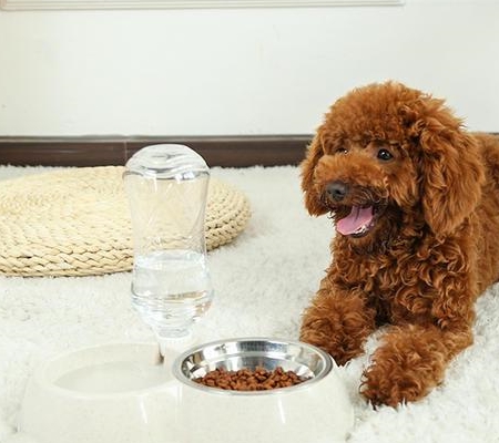 喂養泰迪犬和比熊犬哪家好？比照這五個層面，你能選誰？