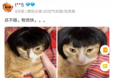 哈哈我笑到隔壁院子的哈士奇要和我拜把子