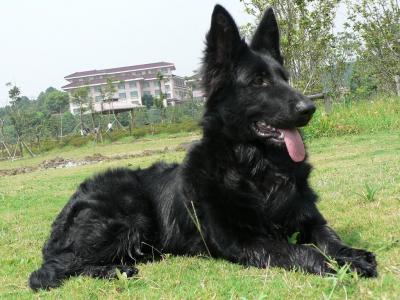 史上最全,這些狗狗你都認識嗎?152個狗狗品種及介紹