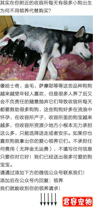 哈士奇回農村想收土狗做小弟，結果因智商低反被土狗娶回家做老婆