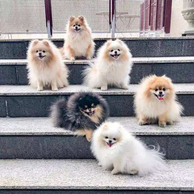 博美飼養攻略,帶你了解6個常見問題