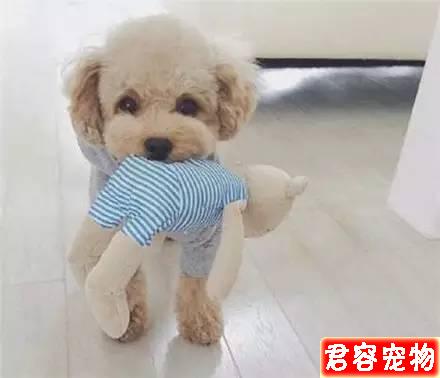 “特別討厭泰迪，看見就想踢是什么心態”？