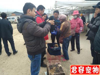 男子整窩購買黑色泰迪喊價300元一只,老人卻最低500元!