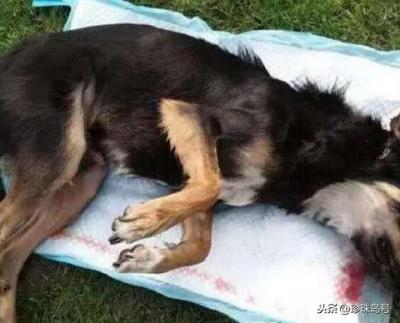 狗死后不可土埋,科學道理為你說明一切