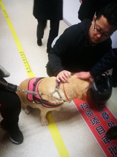 “最嚴”養狗令實施后:辦證點天天爆滿 居民養犬更文明
