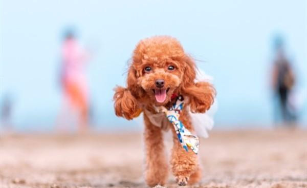 為什么要給泰迪犬“剃胎毛”？什么時候剃胎毛才更好呢？