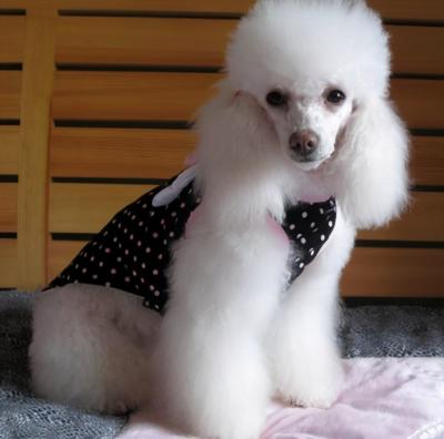 泰迪犬顏色這么多,最多人養的5種,你家上榜了嗎?