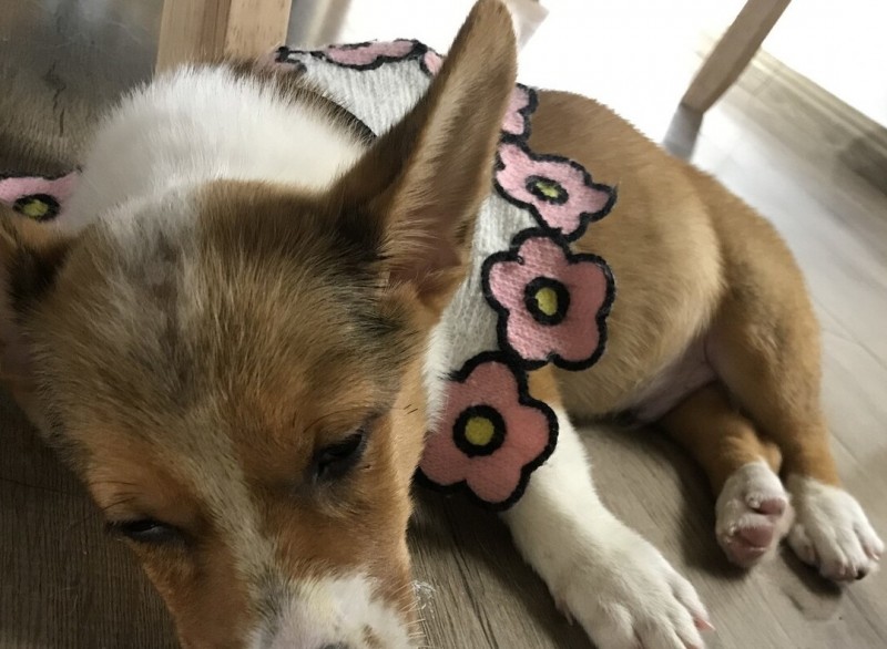 飼養柯基犬，要應對的“6大難點”，看了你要敢養嗎？