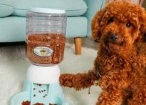 泰迪犬出現這6個特征,說明它很痛苦,趕緊“救救”它吧