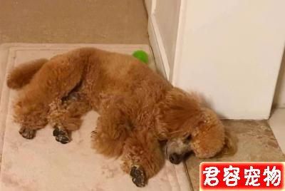 泰迪睡覺有這6個怪癖,恭喜你,它一定很愛你