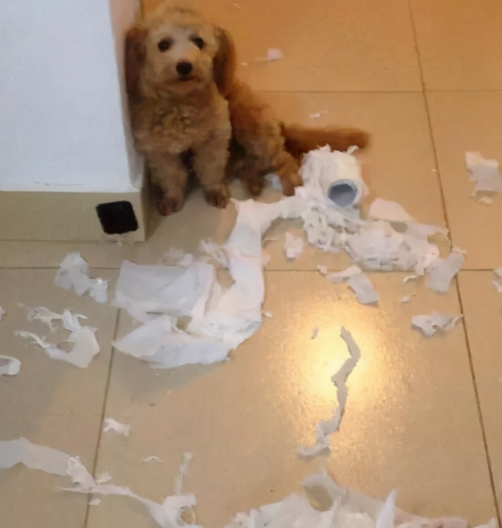 兩分鐘,帶你看完一只泰迪犬的傳奇人生