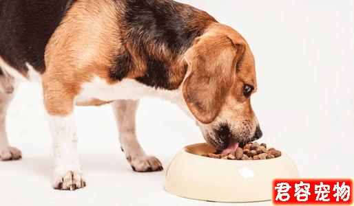 狗狗越胖越可愛?得糖尿病可就麻煩了