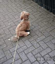 狗狗控萌圖第797：去遛狗，走著走著發現下雨了！