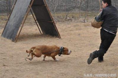 成年男子能否打得過猛犬？