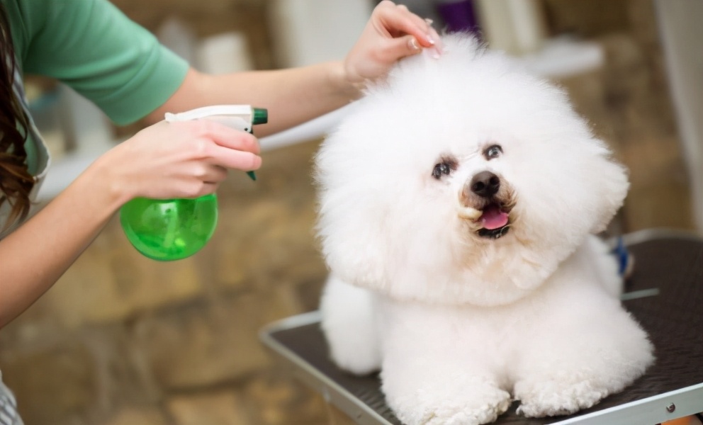 比熊犬毛發干燥無光澤怎么辦?有哪些解決辦法?