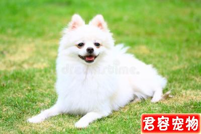 二個月博美吃多少狗糧,這個沒有標準量,要看狗狗的體質