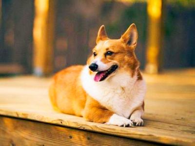 鏟屎官需學會三種正確遛狗方式，避免錯誤方法導致愛犬出現骨骼病