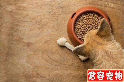 狗狗肚子咕嚕響還朝你拱背?不一定是向你討吃,或是急性腸胃炎