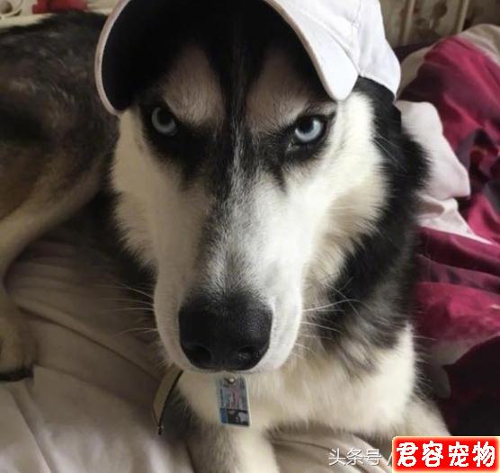 網紅不爽臉哈士奇竟有老婆！老婆的高顏值根本癩蛤蟆吃到天鵝肉