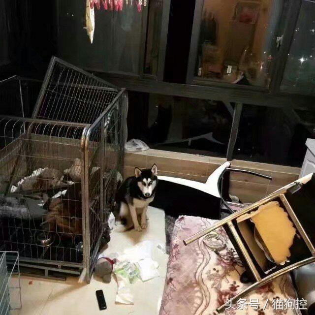 主人心大讓哈士奇獨自在家帶金毛，結果不僅越獄拆家房頂都掀了！