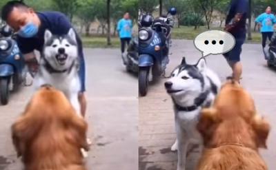 哈士奇露牙狠吼金毛:爸拔別攔我! 落地馬上變乖乖牌
