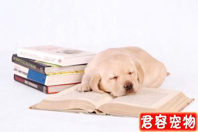 <a href=/zhonglei/gou/ target=_blank class=infotextkey>狗</a>狗壁紙之拉布拉多篇來啦