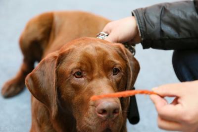 養拉布拉多犬，一個月需要花多少錢？
