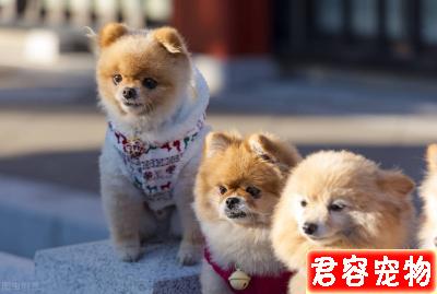 二個月博美吃多少狗糧,這個沒有標準量,要看狗狗的體質