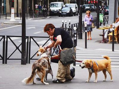 鏟屎官需學會三種正確遛狗方式，避免錯誤方法導致愛犬出現骨骼病