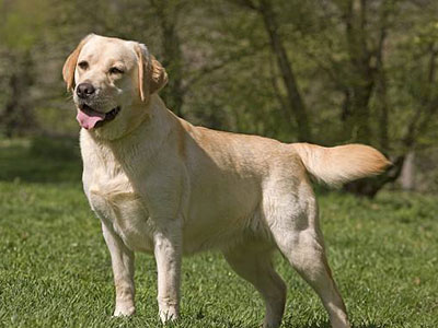 拉布拉多犬很能吃,為什么偏偏這么受歡迎呢?