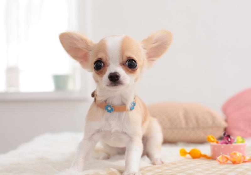哈士奇、博美犬等一些狗狗非常愛亂叫,為什么還有很多人愿意飼養