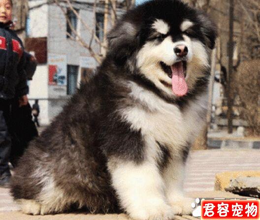 阿拉斯加雪橇犬狼嚎擾民遭投訴 主人頭痛不已