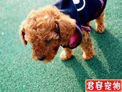 泰迪拉稀怎么辦？