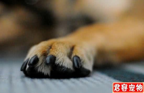 給狗狗剪趾甲,要不要剪?怎么剪?今天給鏟屎官說白說透!