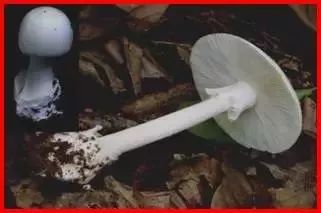 狗狗也中毒!?吃菌需謹慎,這份指南請速速查收→