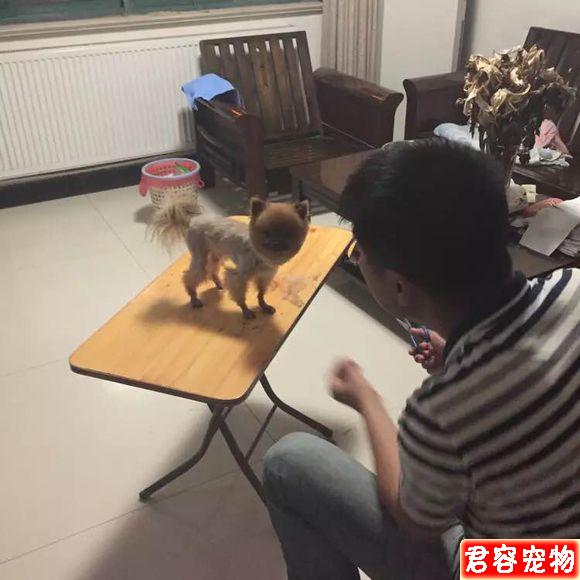 我家茶杯博美詳細接生過程