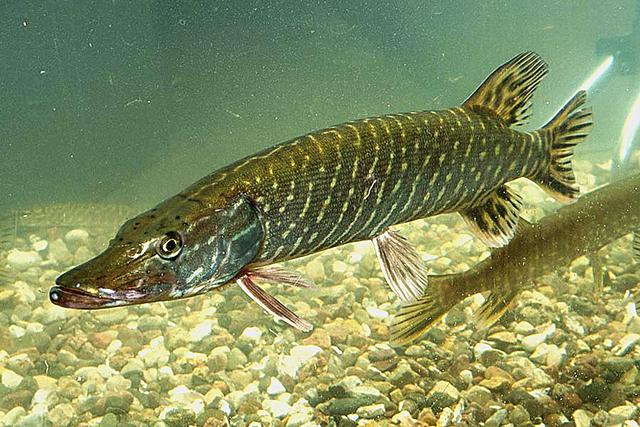 誰說我國沒有猛魚?壽命200歲、體重近百斤,食人魚根本不是對手