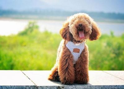 泰迪犬毛發不好，可以吃什么食物改善？