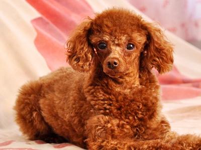 泰迪犬有這“6大表現”,趕緊驅蟲,刻不容緩