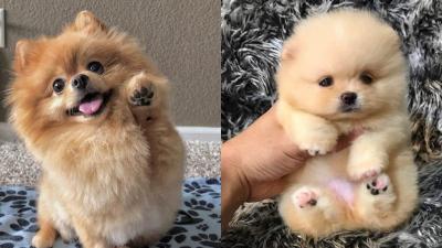 博美犬優缺點有什么？這種可愛的網紅狗狗容易養嗎？適合女生嗎？