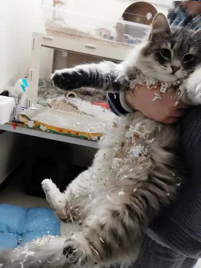 哈哈我笑到隔壁院子的哈士奇要和我拜把子